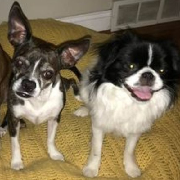 Meet your Posher, Rita - Picture 1 of 2